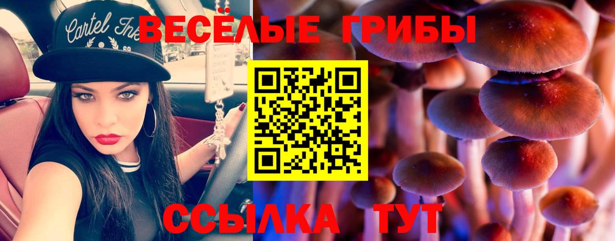 Большой Камень  Галлюциногенные грибы мицелий  Вход с VPN  Галлюциногенные грибы прущие грибы 